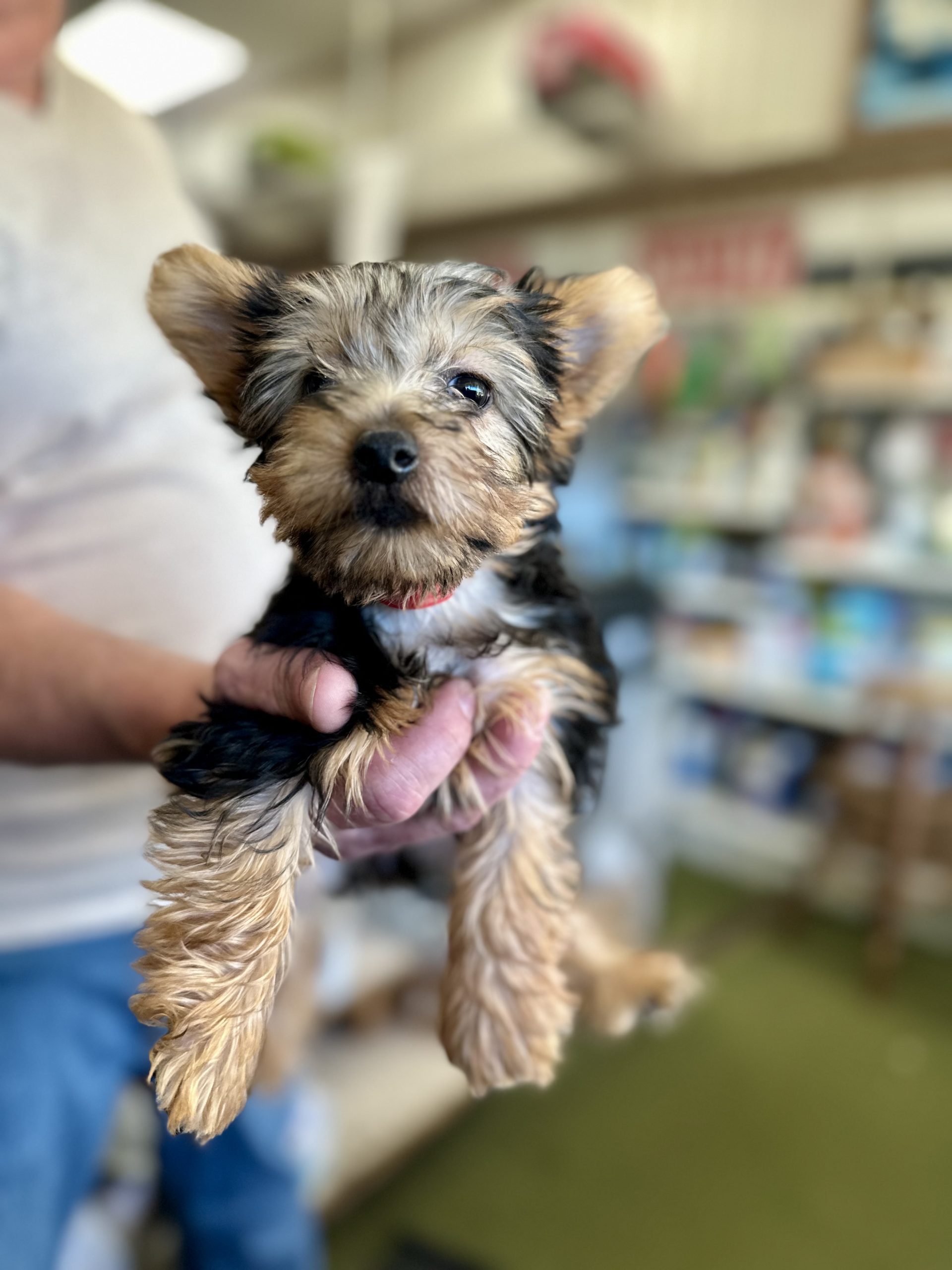 Family Pet Center photo 3