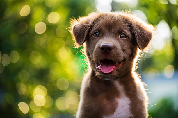 Puppy at Family Pet Center