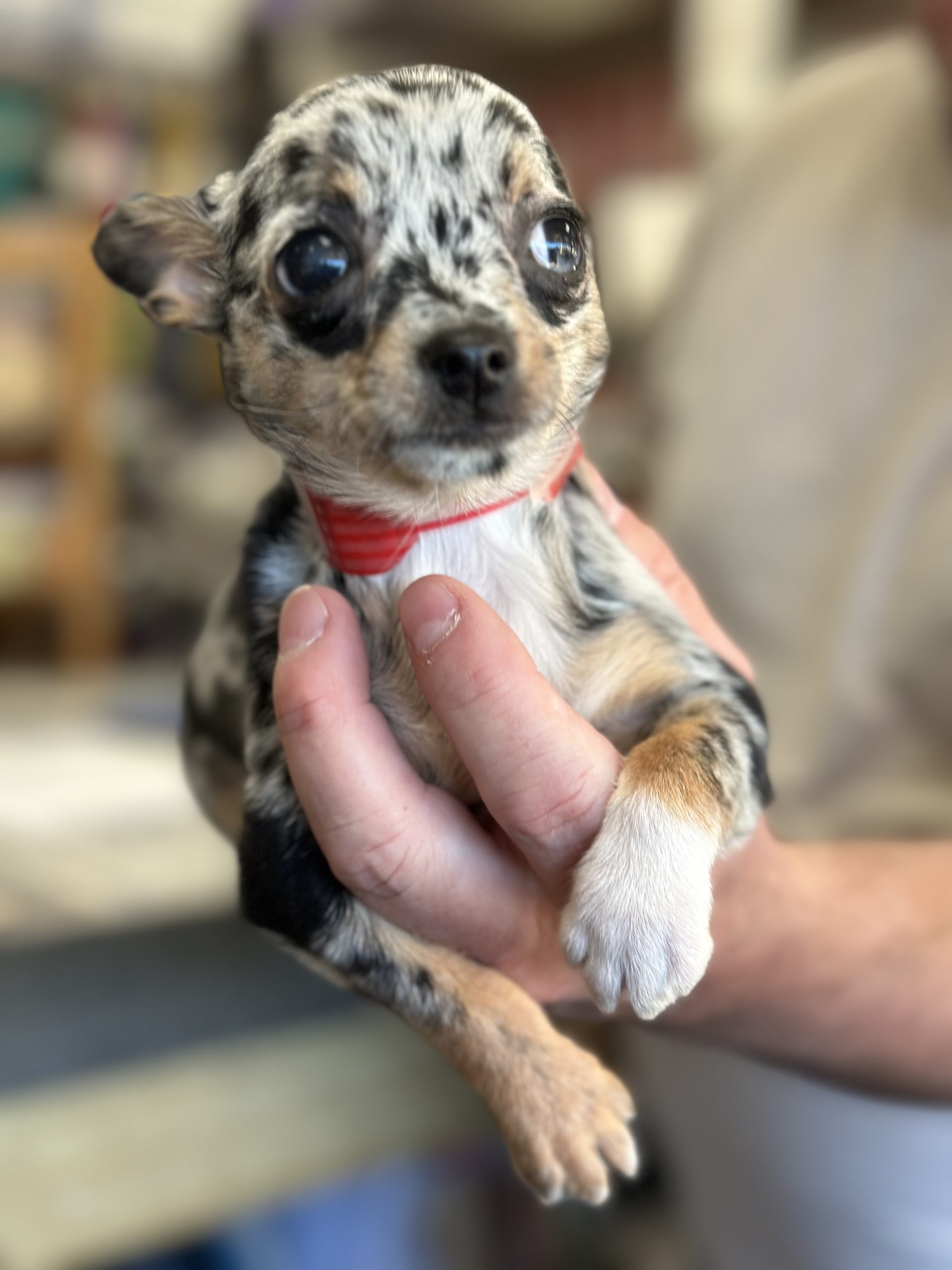 Family Pet Center photo 1