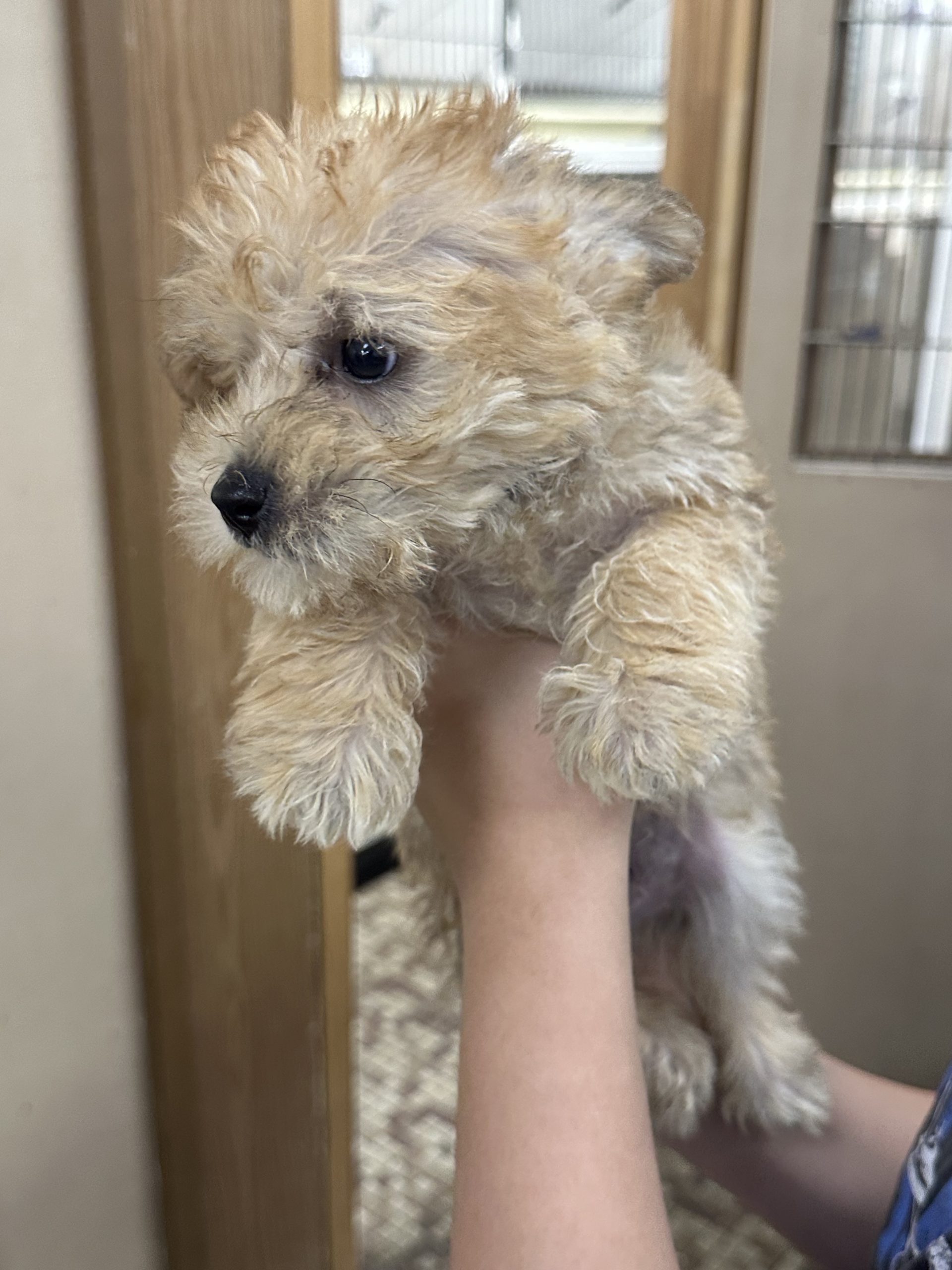 A fluffy puppy at Family Pet Center