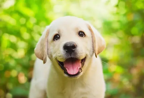 Yellow lab puppy