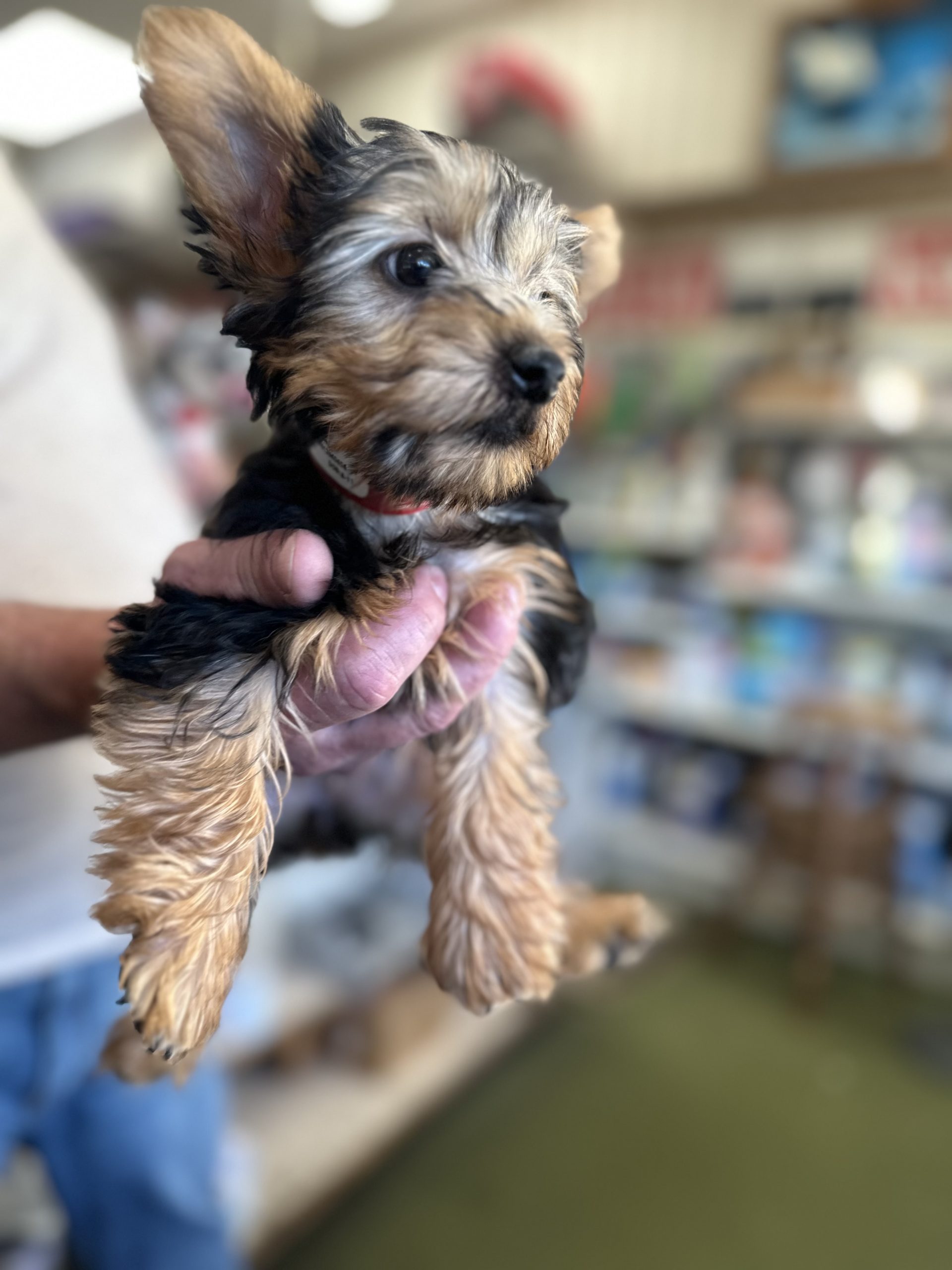 Family Pet Center photo 2
