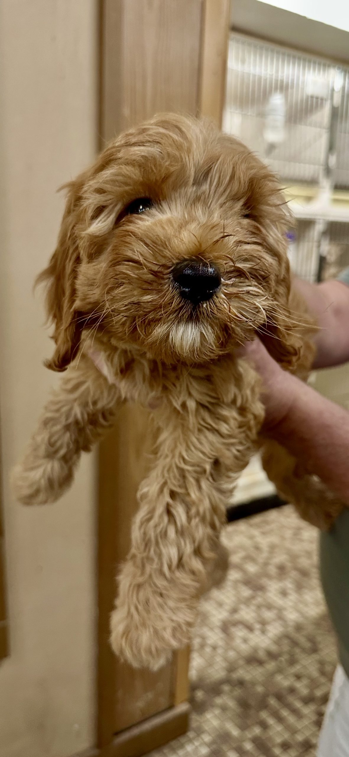 Family Pet Center photo 10
