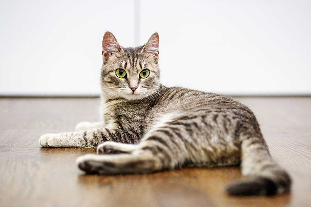 A happy cat at home